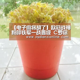 电子麻将胡了官网